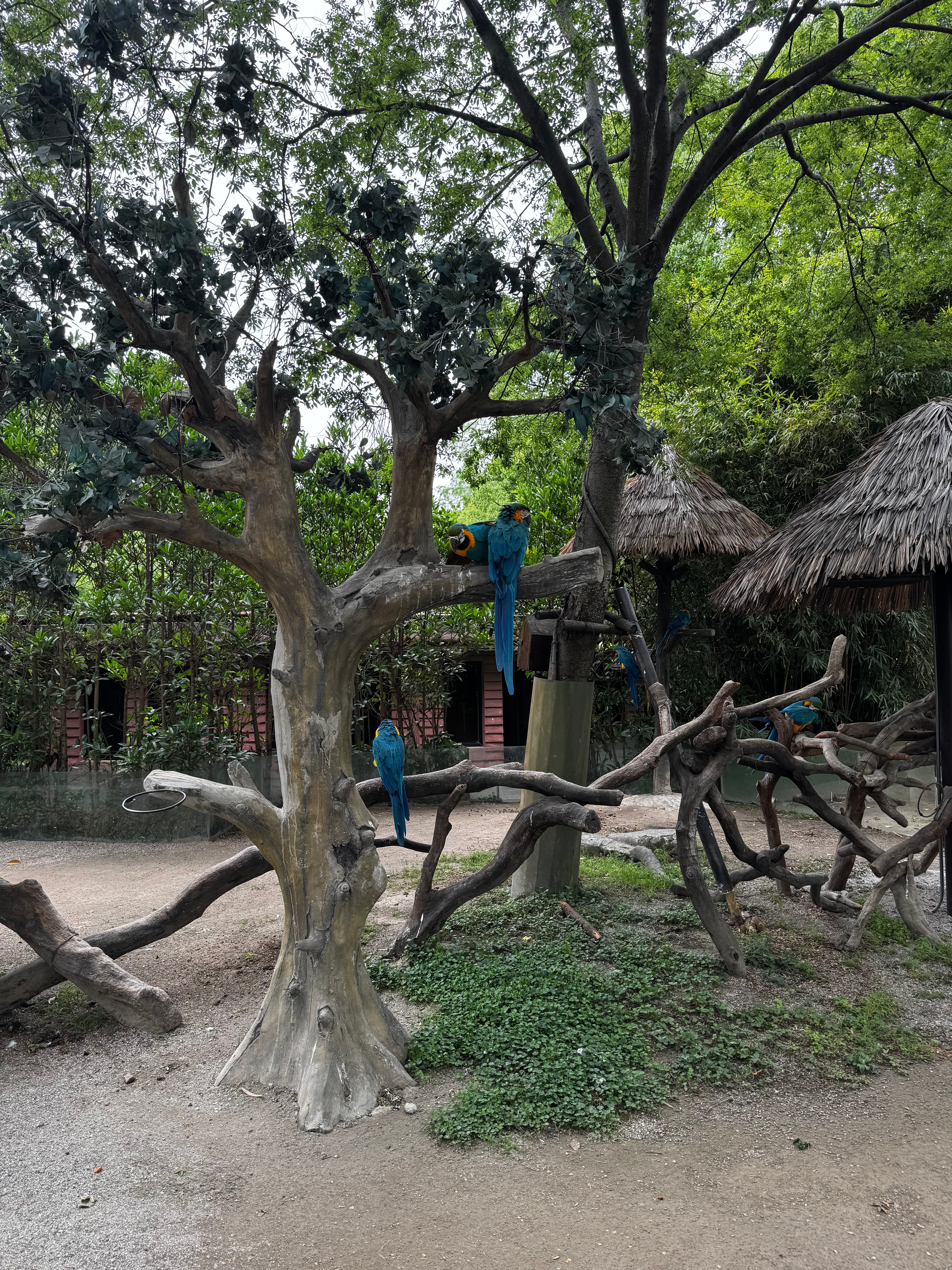 Papageien mit gestutzten Flügeln