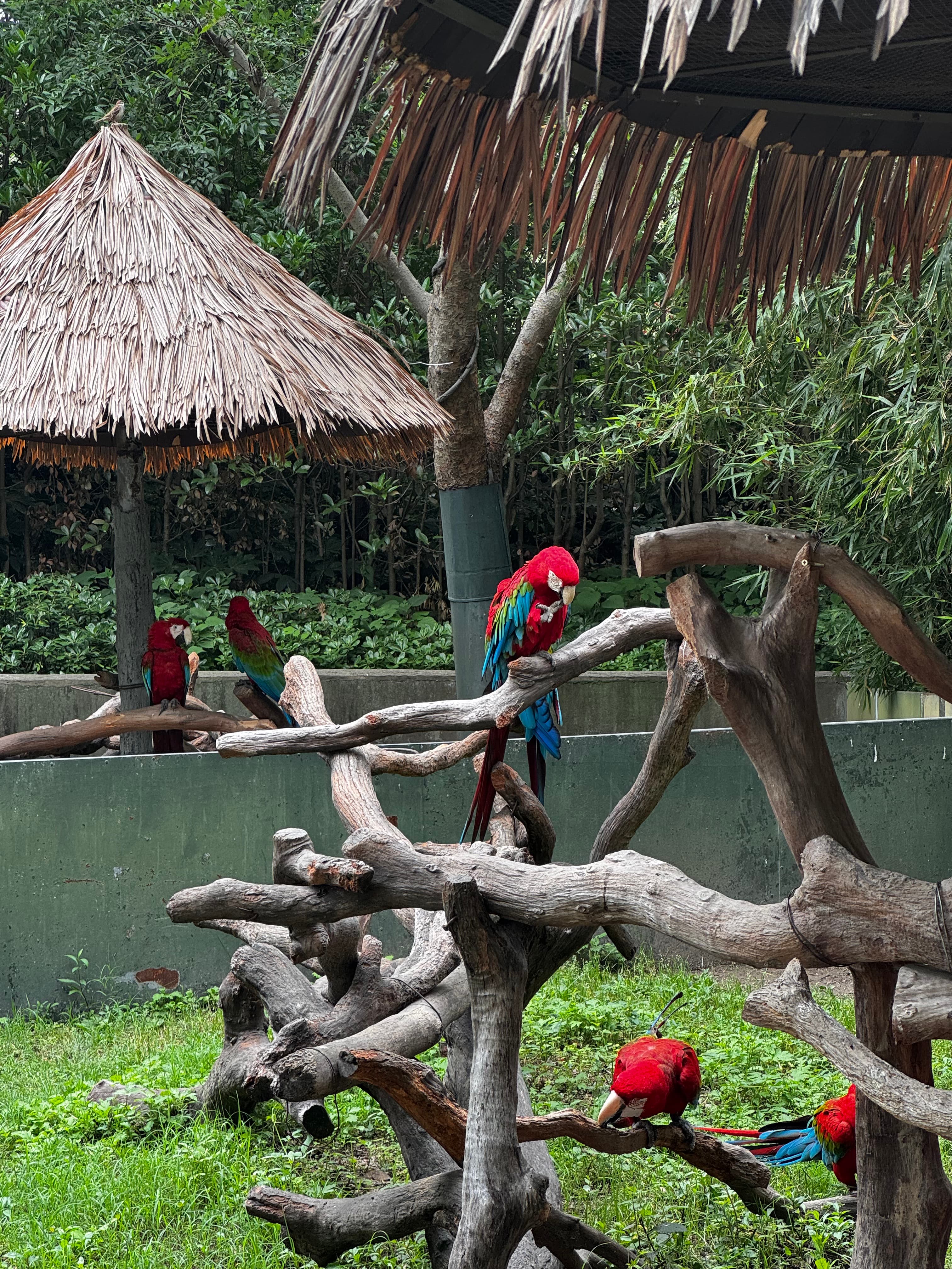 Papageien mit gestutzten Flügeln