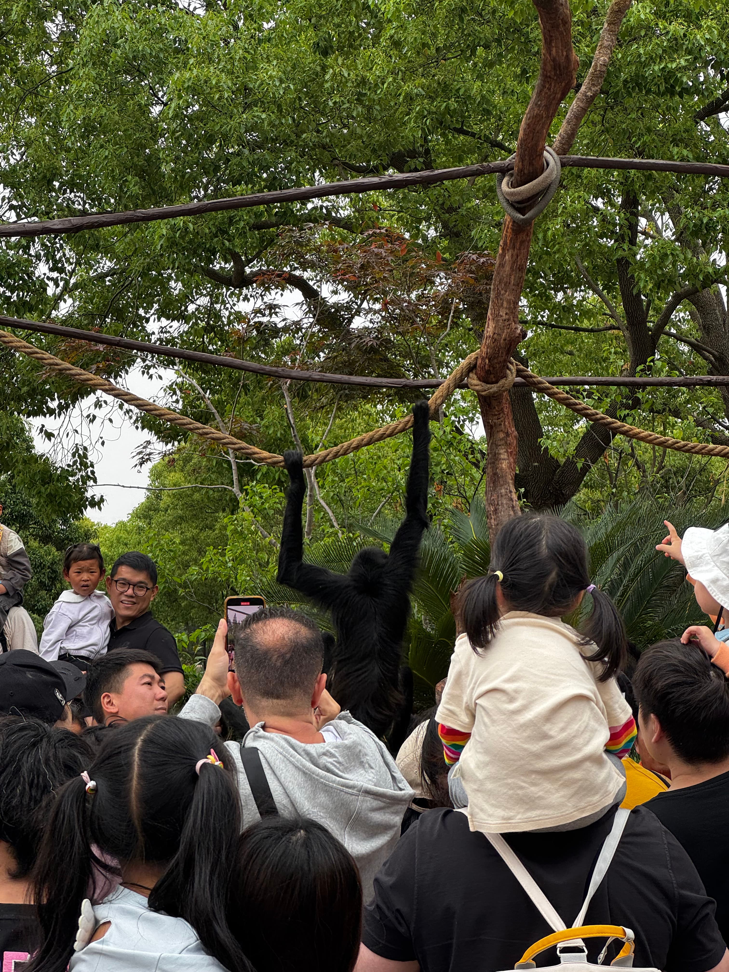 Ein Affe umgeben von einer Menschenmenge