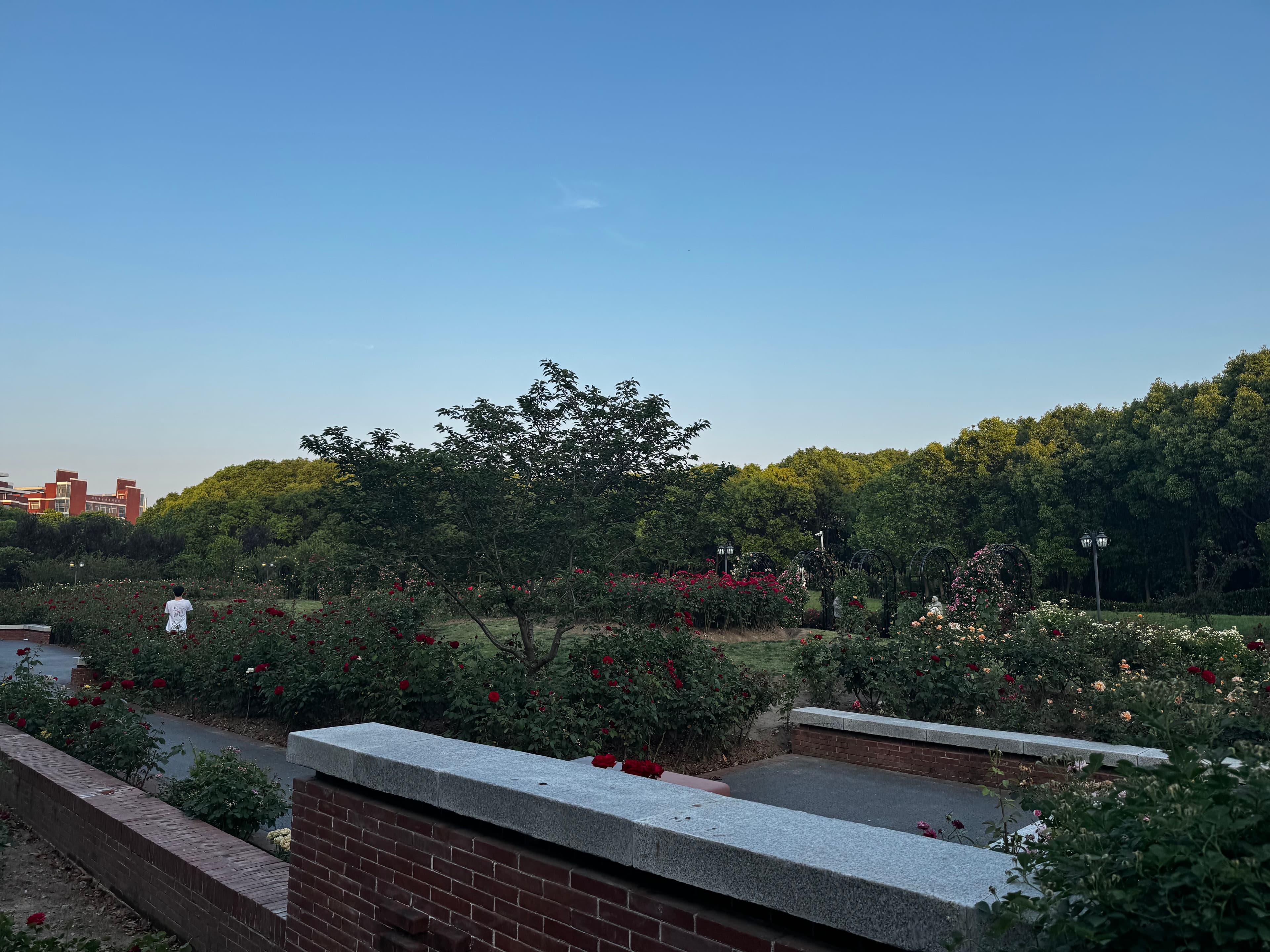 Rosengarten auf dem Campus